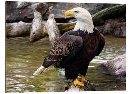 Gallery print Bald eagle