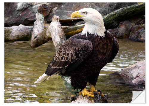 Wandsticker Weißkopfseeadler