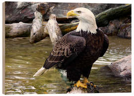 Holzbild Weißkopfseeadler