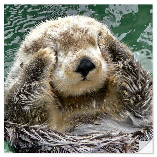 Sticker mural Portrait de loutre