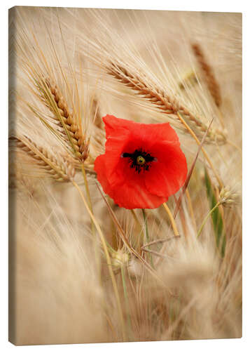 Quadro em tela Red poppy in wheat field 2