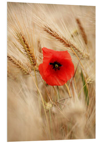 Hartschaumbild Die Mohnblume im Getreide