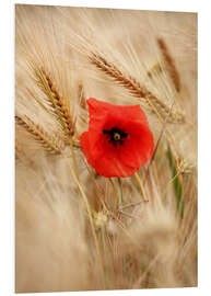 Hartschaumbild Die Mohnblume im Getreide