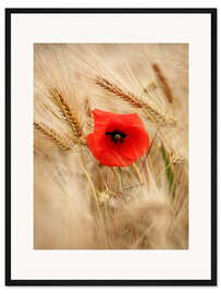 Gerahmter Kunstdruck Die Mohnblume im Getreide