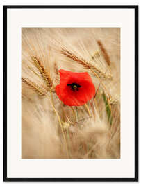 Kehystetty taidepainatus Red poppy in wheat field 2