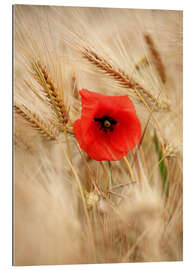 Gallery Print Die Mohnblume im Getreide