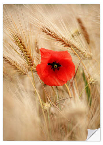 Wandsticker Die Mohnblume im Getreide