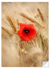 Wall sticker Red poppy in wheat field 2