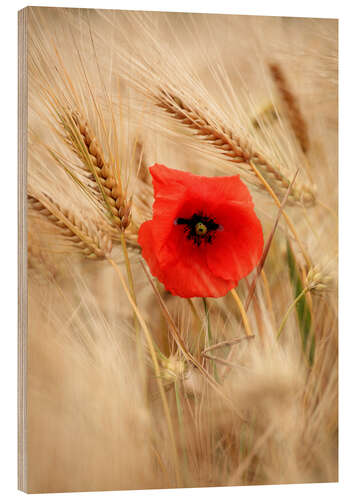 Holzbild Die Mohnblume im Getreide