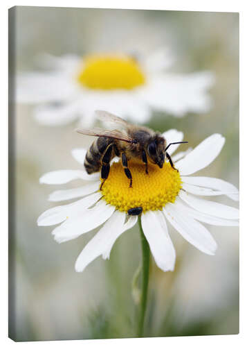 Canvas-taulu Bee on the camomile lawn