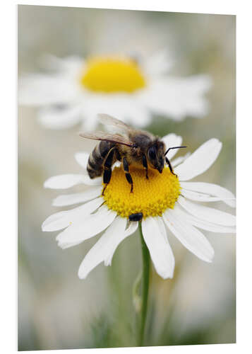 Stampa su PVC Bee on the camomile lawn