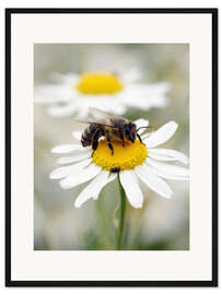 Gerahmter Kunstdruck Biene auf der Kamillen Wiese