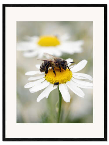 Kehystetty taidepainatus Bee on the camomile lawn