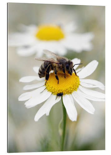 Quadro em plexi-alumínio Bee on the camomile lawn