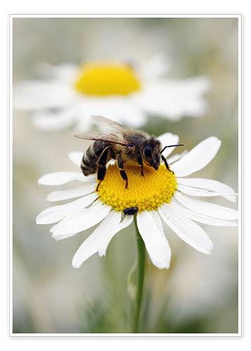 Póster Bee on the camomile lawn