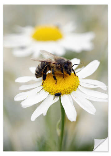 Selvklebende plakat Bee on the camomile lawn