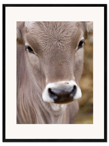 Framed art print A Cow