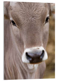 Tableau en plexi-alu Une vache