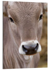 Magnettafel Eine Kuh