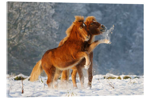 Akrylbilde Icelandic horses foal playing in snow