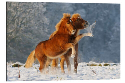 Aluminium print Icelandic horses foal playing in snow