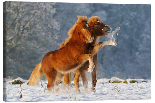 Canvas print Icelandic horses foal playing in snow