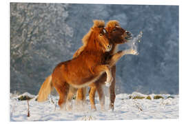 Foam board print Icelandic horses foal playing in snow