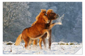 Selvklæbende plakat Icelandic horses foal playing in snow