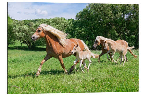 Cuadro de aluminio Caballos libres en la pradera