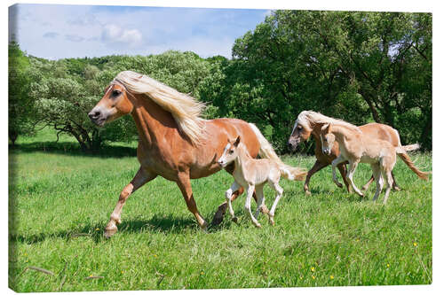 Canvas print Haflinger mares with their foals running