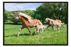 Gerahmter Kunstdruck Haflinger Stuten mit ihren Fohlen rennen