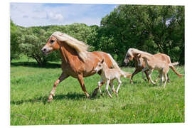 Foam board print Haflinger mares with their foals running