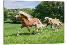 Gallery Print Haflinger Stuten mit ihren Fohlen rennen