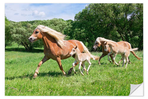 Wandsticker Haflinger Stuten mit ihren Fohlen rennen