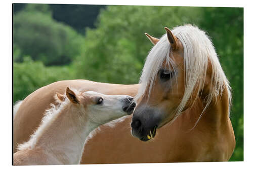 Cuadro de aluminio Potro de haflinger comiendo con su madre