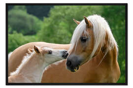 Gerahmter Kunstdruck Haflingerfohlen schmust mit seiner Mutter