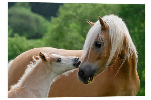 Foam board print Haflinger horses foal with mare