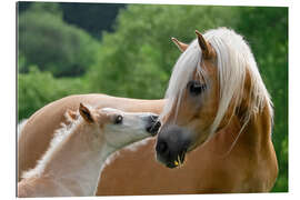 Gallery print Haflinger horses foal with mare