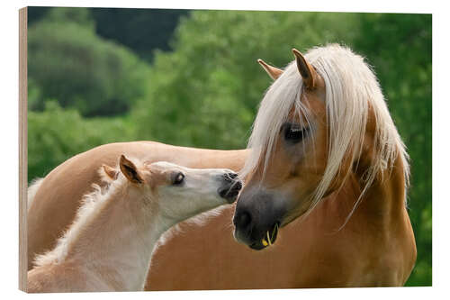 Tableau en bois Poulain Haflinger câlinant sa mère