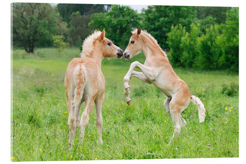 Quadro em acrílico Haflinger foals playing and rearing