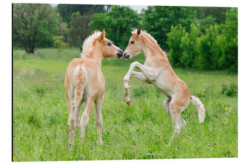 Aluminium print Haflinger foals playing and rearing