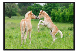 Gerahmter Kunstdruck Haflinger Fohlen spielen und steigen