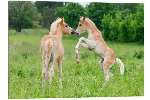 Gallery print Haflinger foals playing and rearing