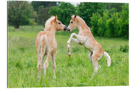 Gallery print Haflinger foals playing and rearing