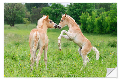 Vinilo para la pared Potros de raza haflinger jugando