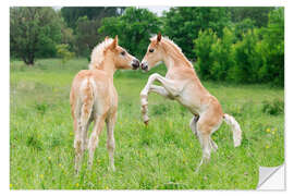 Wandsticker Haflinger Fohlen spielen und steigen