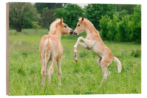 Tableau en bois Poulains de race haflinger jouant