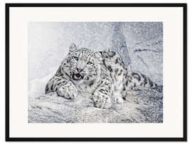 Gerahmter Kunstdruck panthera uncia