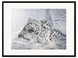 Impressão artística com moldura snow leopard