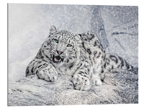 Gallery print snow leopard